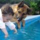 When your dog becomes the trusted nanny - Cute Moments Dog and Human