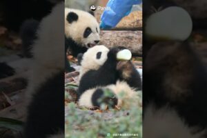 Wherever There Is Bottled Milk, There Are Baby Pandas | iPanda #shorts