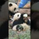 Wherever There Is Bottled Milk, There Are Baby Pandas | iPanda #shorts