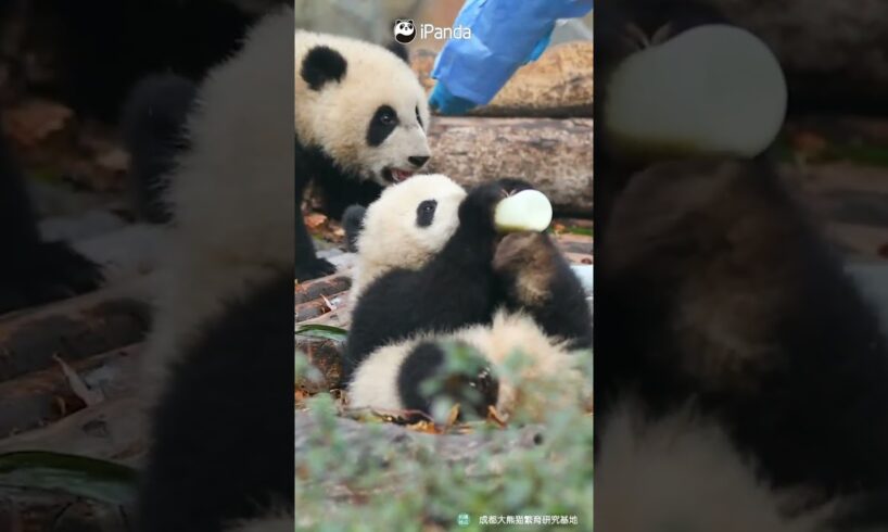 Wherever There Is Bottled Milk, There Are Baby Pandas | iPanda #shorts