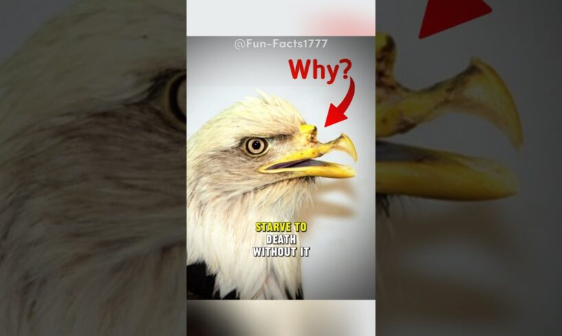 Why Eagles Break Their Beaks #shorts #animals #animalfacts