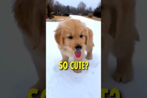 Why Golden Retrievers are so popular