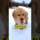 Why Golden Retrievers are so popular