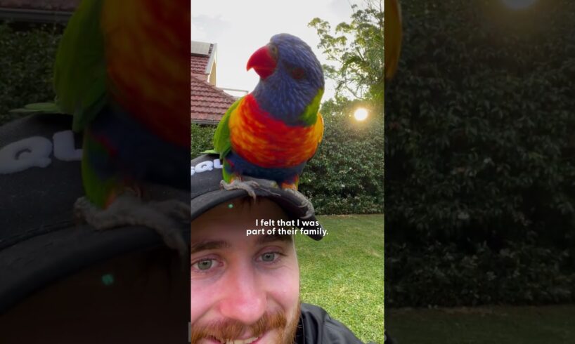 Wild Lorikeet Gets All His Friends To Visit This Guy | The Dodo