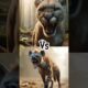 Wild animal fights🦁 #animals #lion #wolf #hyena #leopard #tiger #puma #cat #dog #goat