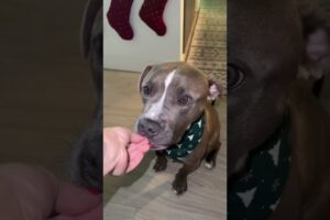 Woman Fosters Dog and Finds Him Loving Home - 1538021