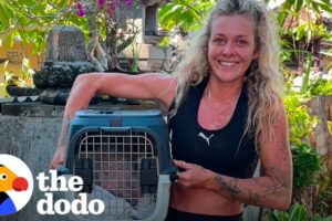 Woman Races To Find Rescue Dog's Puppies | The Dodo