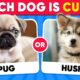 Would You Rather...? DOGS Edition 🐶 Which Dog is Cuter? | Quiz Kingdom