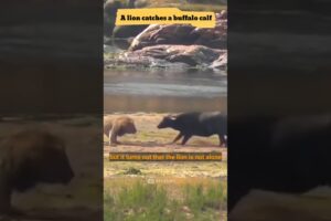 a buffalo fights to protect its calf