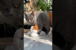 #cat #animals #cute #kitten #funnyvideo