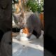 #cat #animals #cute #kitten #funnyvideo