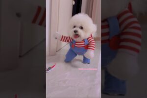 cute puppies funny moment cute overload ❤️#hellomochi #puppy #dog #funnydogs #funnyanimals #bichon