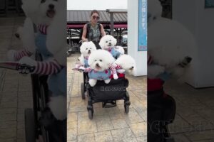 cute puppies funny moment cute overload ❤️#hellomochi #shorts #dog #funnydogs #funnyanimals #bichon