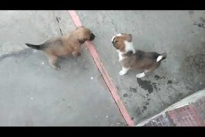 #cute puppies playing #🐕🐕#❤❤#doglover