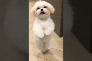 cute puppy dance