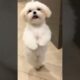 cute puppy dance