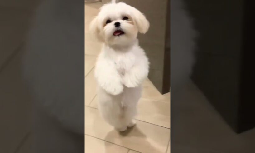 cute puppy dance