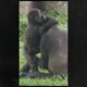 gorilla playing with mom 😆 #gorillatag #金剛猩猩 #台北市立動物園 #shorts