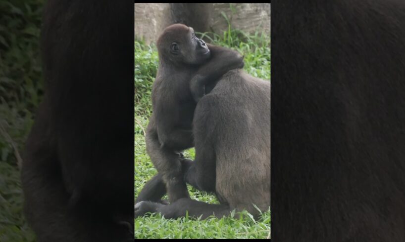 gorilla playing with mom 😆 #gorillatag #金剛猩猩 #台北市立動物園 #shorts