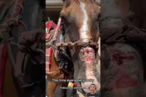 he saved the poor horses #animalrescue #shortvideo #horse