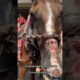 he saved the poor horses #animalrescue #shortvideo #horse