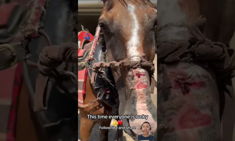 he saved the poor horses #animalrescue #shortvideo #horse