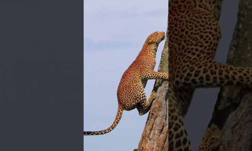 leopard climbing tree #wildanimals #leopard