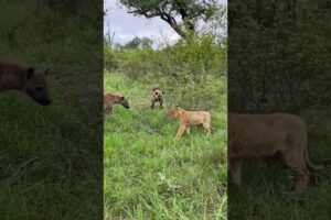 lion vs Hyena, wildlife photographer #animal #wildlife