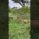 lion vs Hyena, wildlife photographer #animal #wildlife