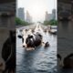 man rescue a drowning cow and calf #cow #cowcalf #cowlover #helptheanimals #drowning #rescueanimals