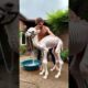 man rescue a weak baby camel🐫 #camel #babycamel #weakanimals #helptheanimals #rescue #humanity