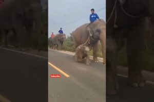 mother and baby elephant 🐘😂