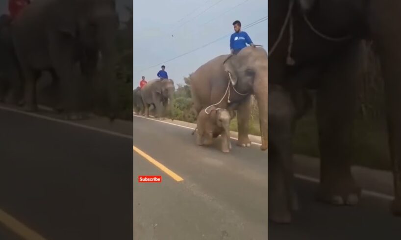 mother and baby elephant 🐘😂