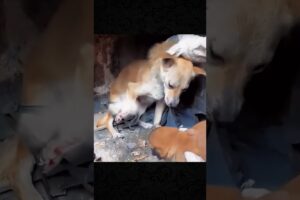 rescue dog stuck in trap