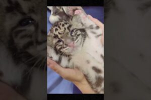 rescue lost leopard cub, foster