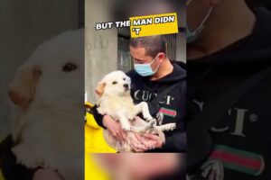 #shorts Backpacker picks up a disabled puppy to travel with him😲