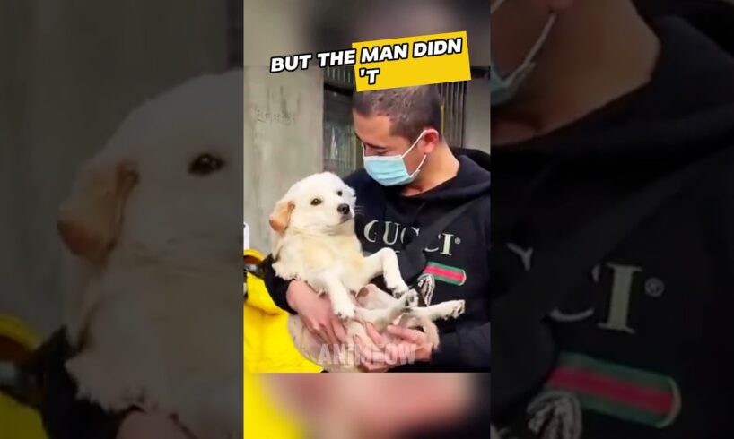 #shorts Backpacker picks up a disabled puppy to travel with him😲