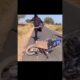 #trending badmash jamai song bike ride accsident very sed and funny🤣 video give new bike #shorts