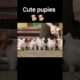 कालू dog के cute puppies #youtubeshorts #shortsfilm #animationmovie #shorts #viralshorts