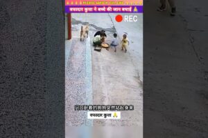 वफादार कुत्ते ने बच्चे की जान बचाई 😭😱 | #animal #animals #animallover #animalrescue