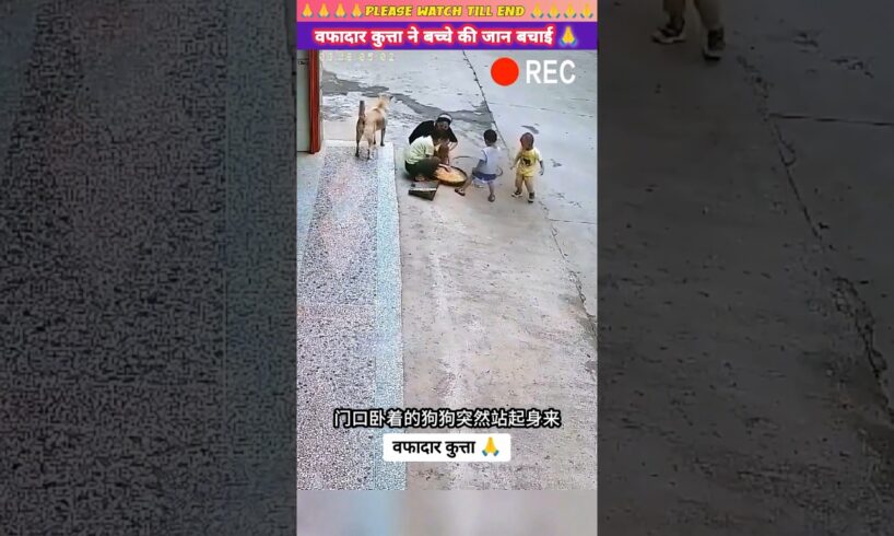 वफादार कुत्ते ने बच्चे की जान बचाई 😭😱 | #animal #animals #animallover #animalrescue