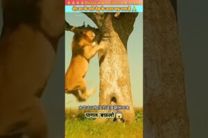 शेर डर के मारे पेड़ पर चढ़ गया 😱😳 | #animal #animals #animallover #animalrescue