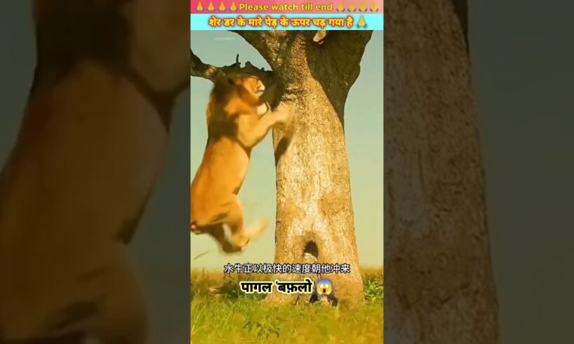 शेर डर के मारे पेड़ पर चढ़ गया 😱😳 | #animal #animals #animallover #animalrescue