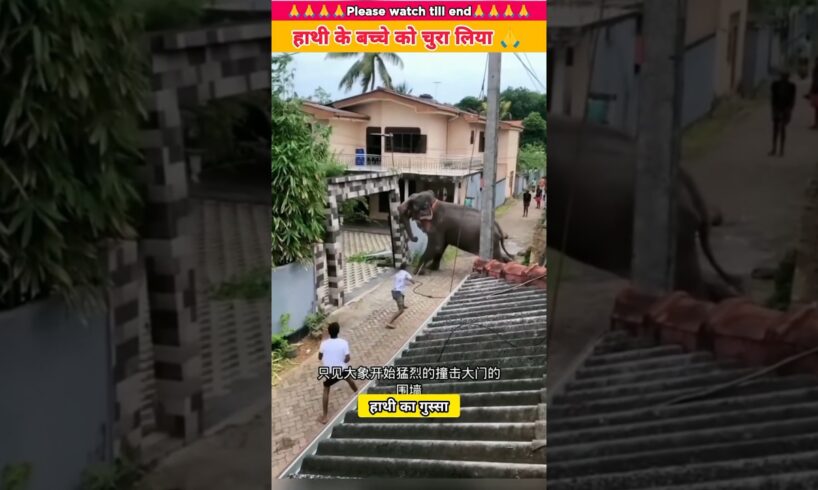 हाथी के बच्चे को किसी ने चुरा लिया | #shorts #animal #animals #animalrescue #elephant