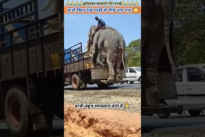 हाथी बिना देखे गाड़ी से नीचे उतर गया 😱 | #animal #animals #animalrescue #animallover #elephant