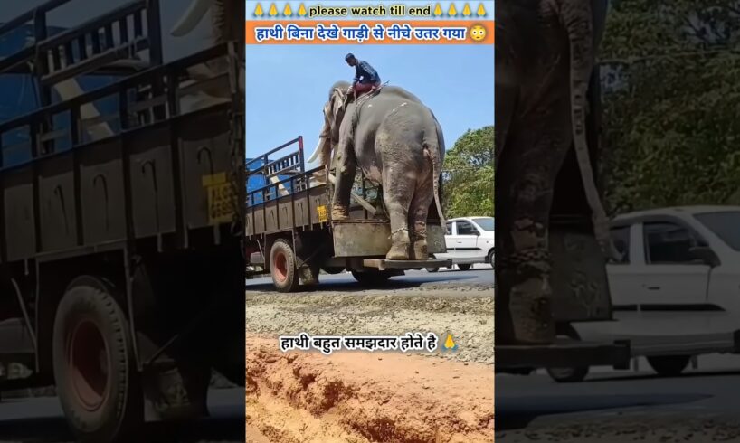 हाथी बिना देखे गाड़ी से नीचे उतर गया 😱 | #animal #animals #animalrescue #animallover #elephant