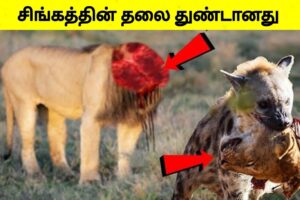 தவறான எதிரியிடம் மோதி உயிரை விட்ட விலங்குகள் | Animal Moments caught on camera| Tamil Wonders