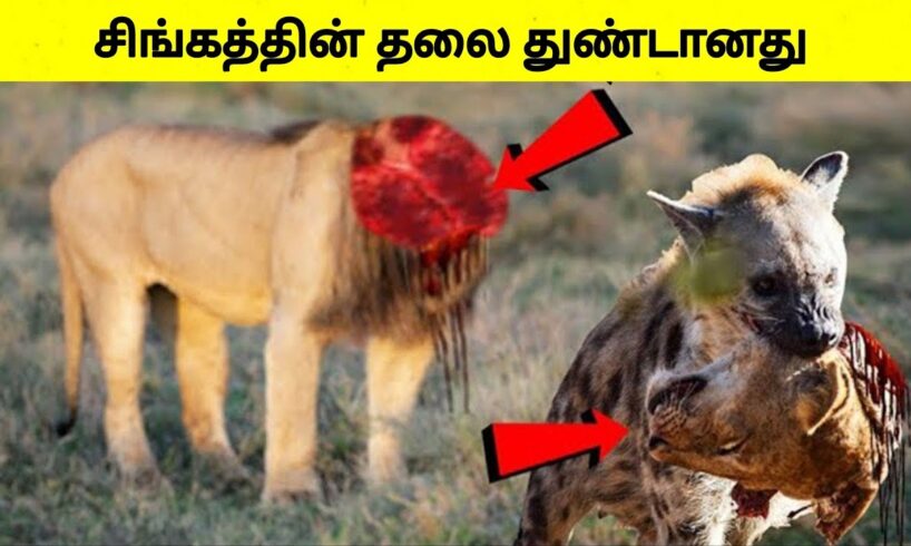 தவறான எதிரியிடம் மோதி உயிரை விட்ட விலங்குகள் | Animal Moments caught on camera| Tamil Wonders