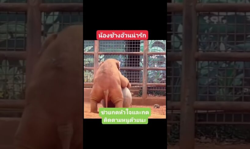 #ช้างน่ารัก #animals #elephat #funny 🌴🌳😍❤️️