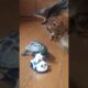 ミニカーで遊ぶ猫とスケボー亀【Cat and skateboard turtle playing together using mini cars】